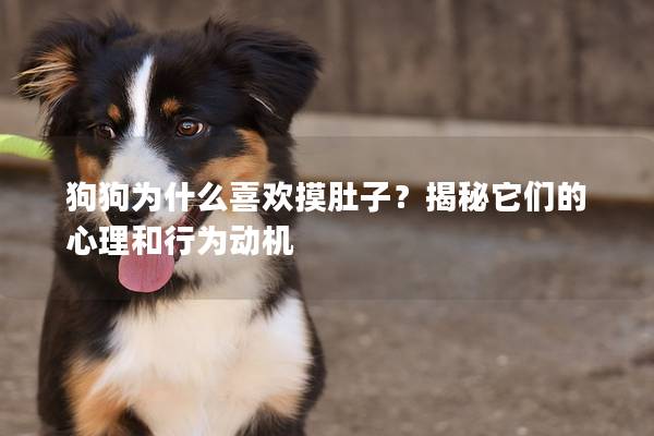 狗狗为什么喜欢摸肚子？揭秘它们的心理和行为动机