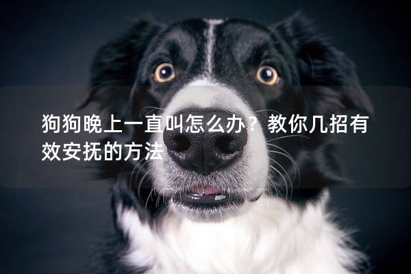 狗狗晚上一直叫怎么办？教你几招有效安抚的方法