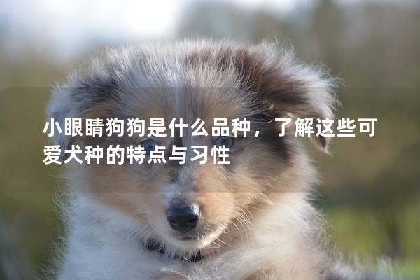 小眼睛狗狗是什么品种，了解这些可爱犬种的特点与习性