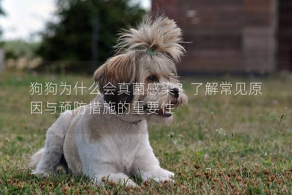 狗狗为什么会真菌感染？了解常见原因与预防措施的重要性