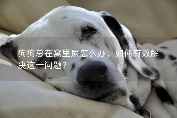 狗狗总在窝里尿怎么办，如何有效解决这一问题？