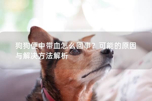 狗狗便中带血怎么回事？可能的原因与解决方法解析