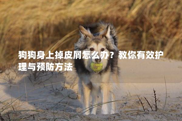 狗狗身上掉皮屑怎么办？教你有效护理与预防方法