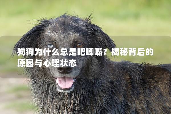 狗狗为什么总是吧唧嘴？揭秘背后的原因与心理状态