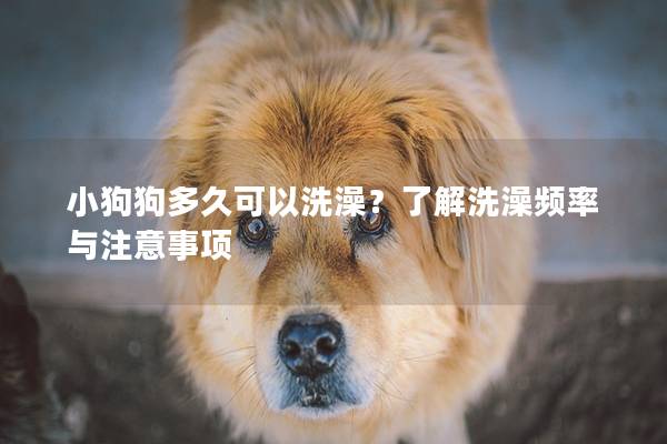 小狗狗多久可以洗澡？了解洗澡频率与注意事项