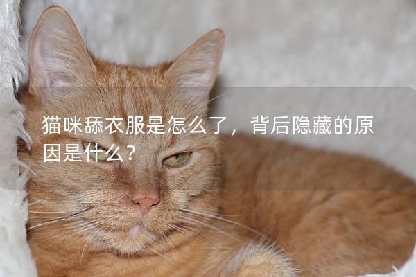 猫咪舔衣服是怎么了，背后隐藏的原因是什么？