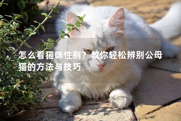 怎么看猫咪性别？教你轻松辨别公母猫的方法与技巧