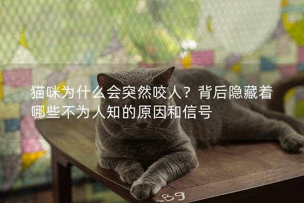 猫咪为什么会突然咬人？背后隐藏着哪些不为人知的原因和信号