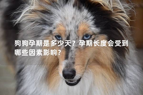 狗狗孕期是多少天？孕期长度会受到哪些因素影响？