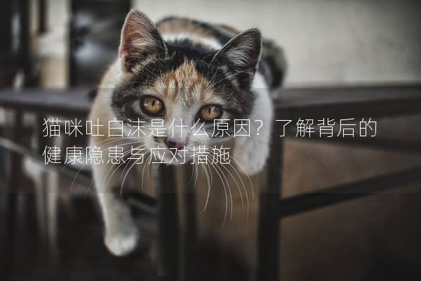 猫咪吐白沫是什么原因？了解背后的健康隐患与应对措施