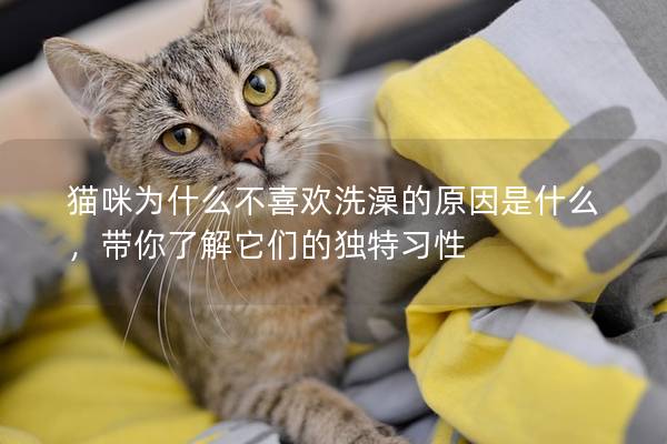 猫咪为什么不喜欢洗澡的原因是什么，带你了解它们的独特习性