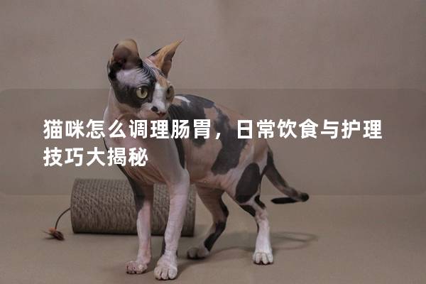 猫咪怎么调理肠胃，日常饮食与护理技巧大揭秘