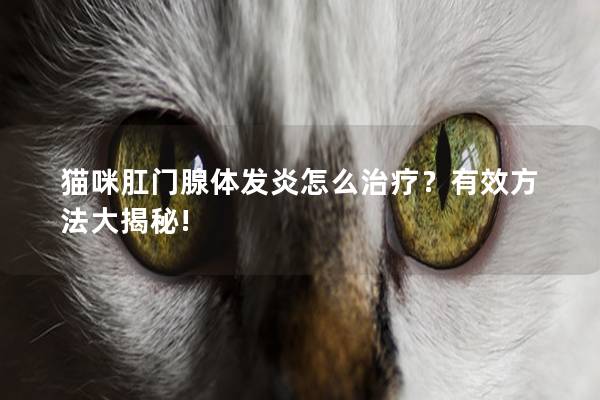 猫咪肛门腺体发炎怎么治疗？有效方法大揭秘!