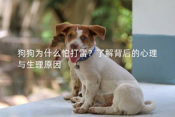 狗狗为什么怕打雷？了解背后的心理与生理原因