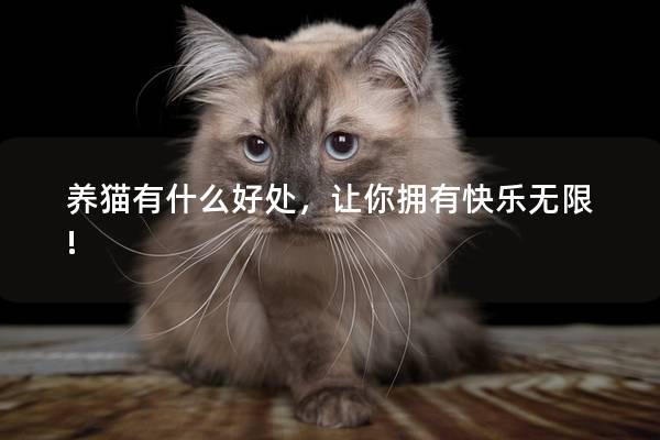 养猫有什么好处，让你拥有快乐无限!