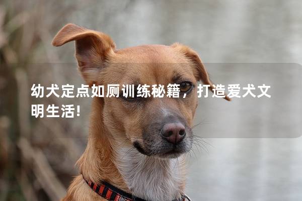 幼犬定点如厕训练秘籍，打造爱犬文明生活!