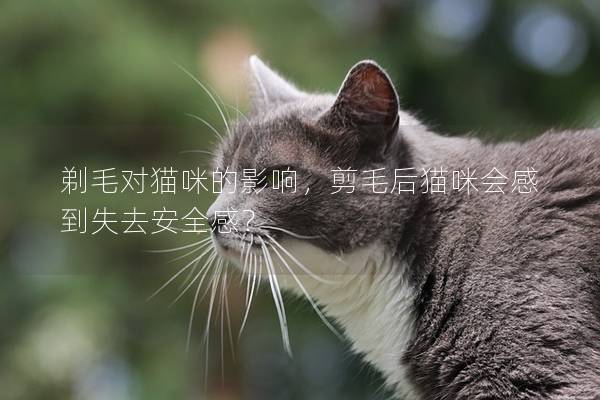 剃毛对猫咪的影响，剪毛后猫咪会感到失去安全感？