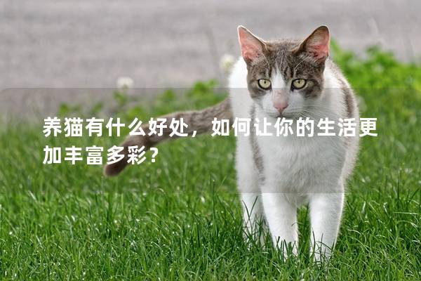 养猫有什么好处，如何让你的生活更加丰富多彩？