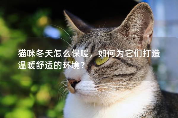 猫咪冬天怎么保暖，如何为它们打造温暖舒适的环境？