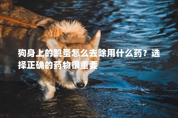 狗身上的跳蚤怎么去除用什么药？选择正确的药物很重要