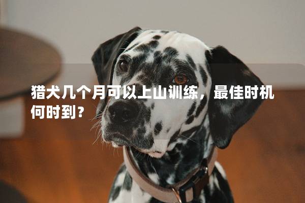 猎犬几个月可以上山训练，最佳时机何时到？