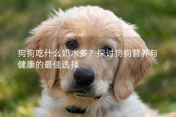 狗狗吃什么奶水多？探讨狗狗营养与健康的最佳选择