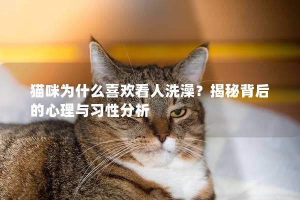 猫咪为什么喜欢看人洗澡？揭秘背后的心理与习性分析