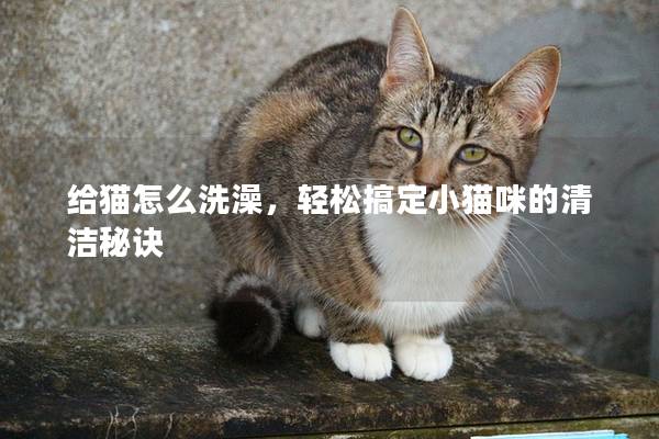 给猫怎么洗澡，轻松搞定小猫咪的清洁秘诀