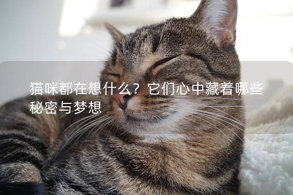 猫咪都在想什么？它们心中藏着哪些秘密与梦想