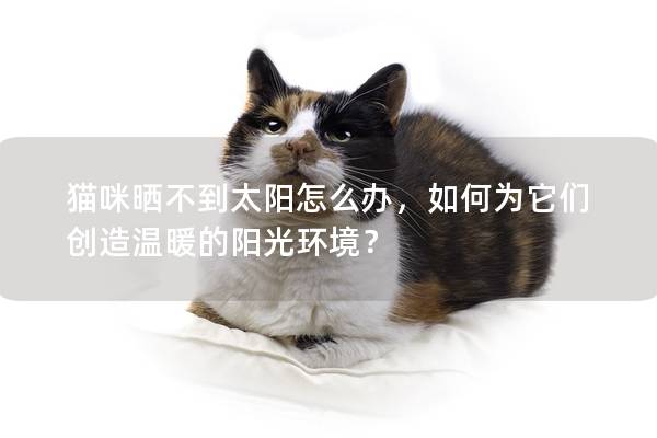 猫咪晒不到太阳怎么办，如何为它们创造温暖的阳光环境？