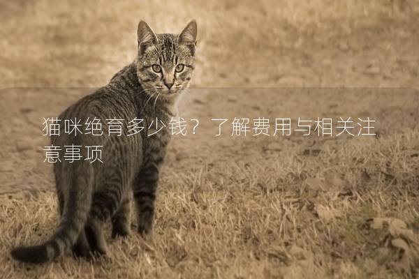 猫咪绝育多少钱？了解费用与相关注意事项