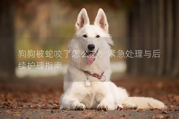 狗狗被蛇咬了怎么办，紧急处理与后续护理指南