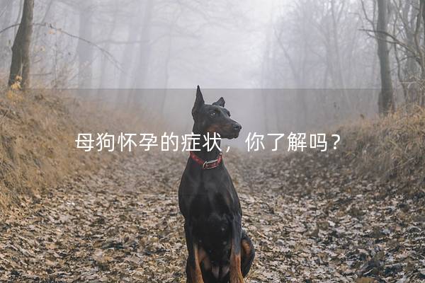 母狗怀孕的症状，你了解吗？