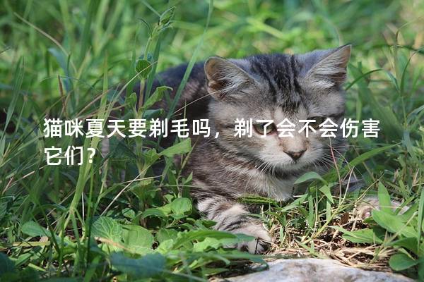 猫咪夏天要剃毛吗，剃了会不会伤害它们？