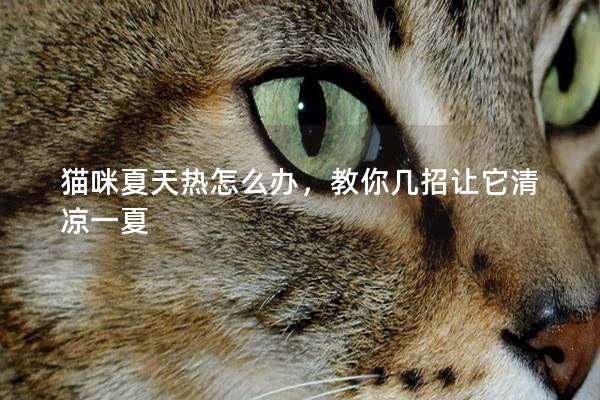 猫咪夏天热怎么办，教你几招让它清凉一夏