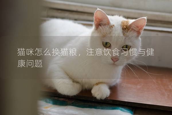 猫咪怎么换猫粮，注意饮食习惯与健康问题