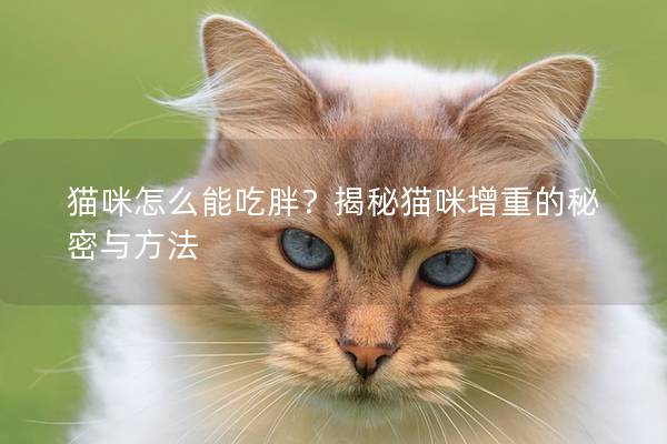 猫咪怎么能吃胖？揭秘猫咪增重的秘密与方法