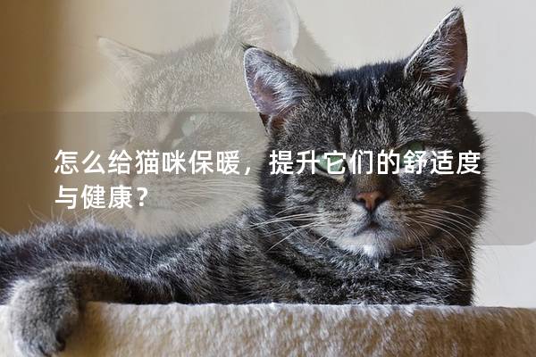 怎么给猫咪保暖，提升它们的舒适度与健康？