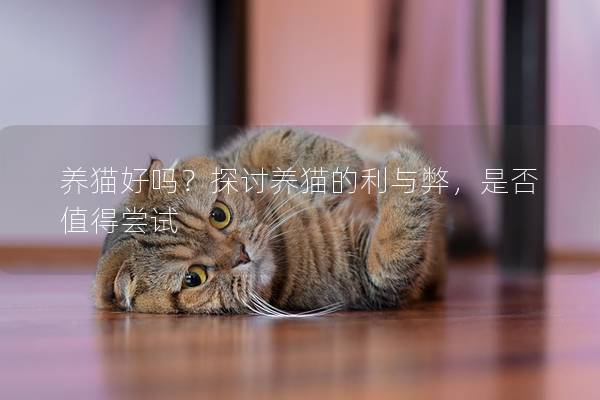 养猫好吗？探讨养猫的利与弊，是否值得尝试