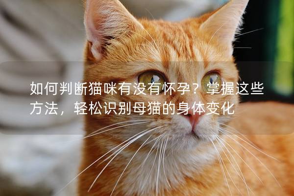 如何判断猫咪有没有怀孕？掌握这些方法，轻松识别母猫的身体变化