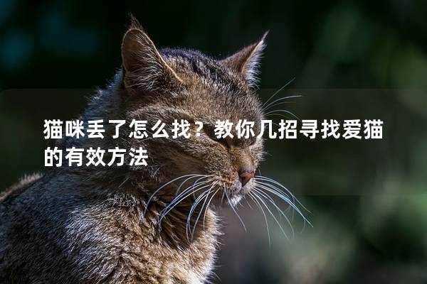 猫咪丢了怎么找？教你几招寻找爱猫的有效方法