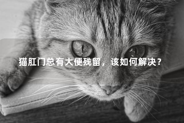 猫肛门总有大便残留，该如何解决？