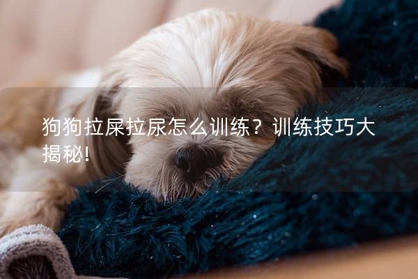 狗狗拉屎拉尿怎么训练？训练技巧大揭秘!