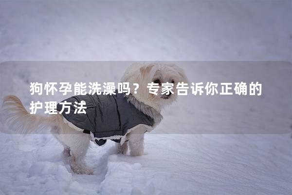 狗怀孕能洗澡吗？专家告诉你正确的护理方法