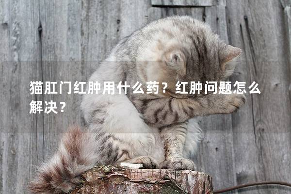 猫肛门红肿用什么药？红肿问题怎么解决？