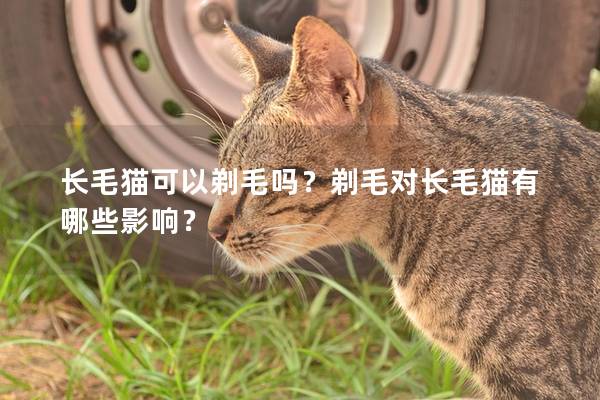 长毛猫可以剃毛吗？剃毛对长毛猫有哪些影响？