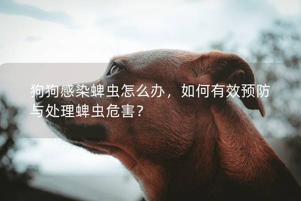 狗狗感染蜱虫怎么办，如何有效预防与处理蜱虫危害？