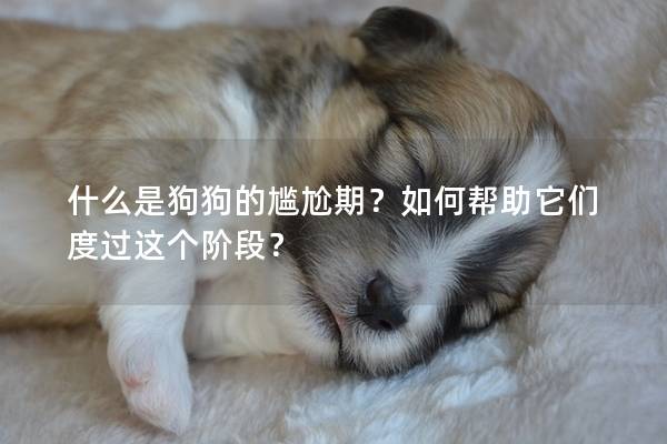 什么是狗狗的尴尬期？如何帮助它们度过这个阶段？