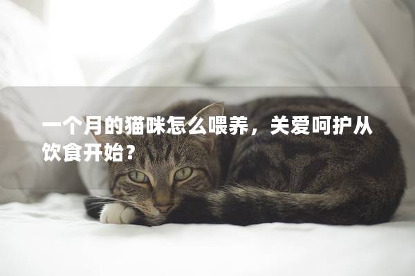 一个月的猫咪怎么喂养，关爱呵护从饮食开始？