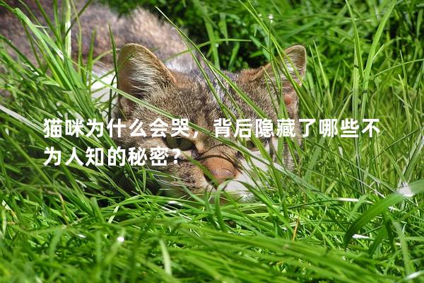 猫咪为什么会哭，背后隐藏了哪些不为人知的秘密？